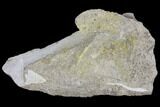 Unprepared Sauropod Bone Section In Stone - Morrison Formation #120321-1